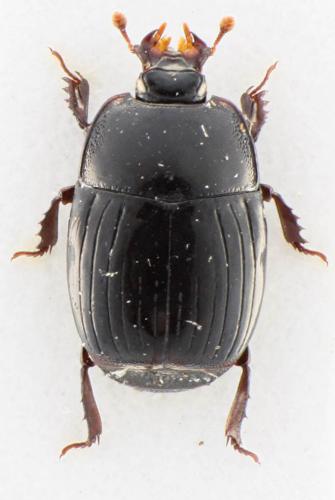 Réf. 277 414 : Eurosomides minor